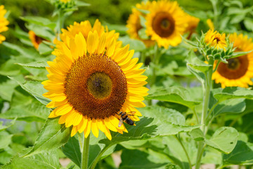 ひまわり畑　夏イメージ　公園