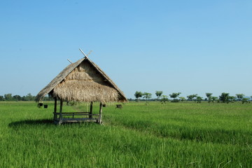 Small brown hut made from bamboo in green rice field and bright blue sky in Thailand.