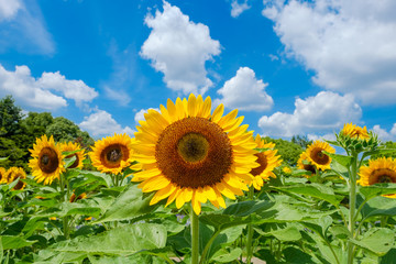 Obraz premium 青空とひまわり畑と白い雲 夏イメージ 奈良県営馬見丘陵公園
