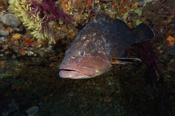 Fototapeta na wymiar Dusky grouper (Epinephelus marginatus) in Mediterranean Sea