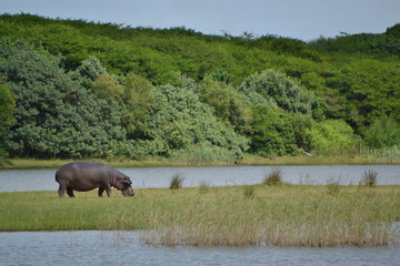 hippopotamus in the river