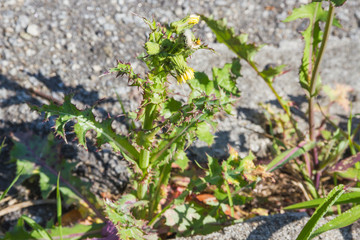 Prickly or spiny sowthistle