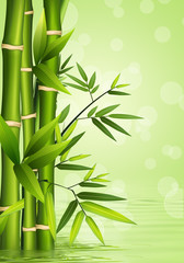 Fototapeta na wymiar Green bamboo background with reflection.