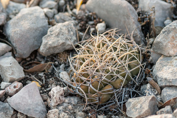 Thelocactus in Mexico