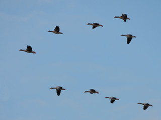 Graugänse im Flug