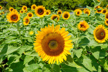 Fototapeta premium ひまわり畑 夏イメージ 公園