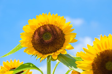 青空とひまわり畑と白い雲 夏イメージ ズームイン Wall Mural Rummy Rummy