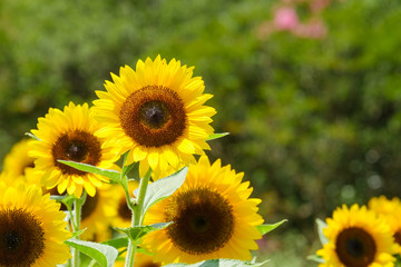 ひまわり畑　夏イメージ　公園