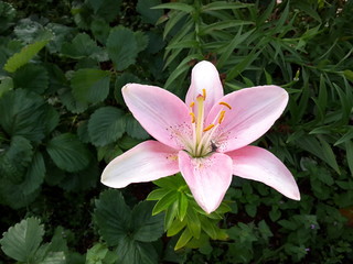 pink lily on a green background