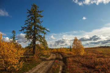 Autumn tundra with ground road, deep sky with clouds, tundra plants in bright orange and red colors on a sunny day.