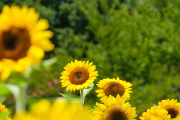 ひまわり畑　夏イメージ　公園