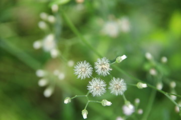 White seeds of Little ironweed on branch and blur green background, Thailand. Another name is Ash-coloured fleabane, Ash-coloured ironweed, Purple fleabane, Purple-flowered fleabane.