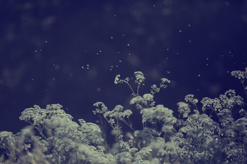 Fototapeta na wymiar summer abstract flowers background, unusual spring blurred background