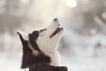 Naklejka premium winter husky portrait on a walk, beautiful dog in nature, friendship, pet