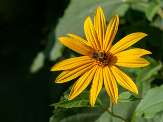 Beautiful yellow Jerusalem artichoke flower with bumblebee on a green background, copy space