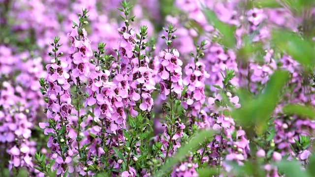暑さに強く夏の花壇を飾る「アンゲロニアのセレニータ｣
また別名のエンジェルラベンダー