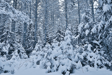 winter in a pine forest landscape, trees covered with snow, January in a dense forest seasonal view