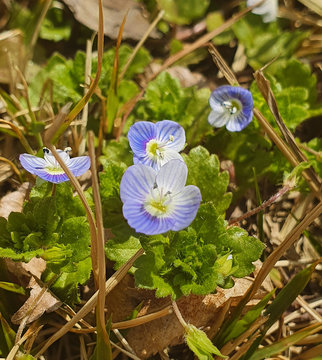 Fototapeta 봄까치꽃(spring magpie flower)