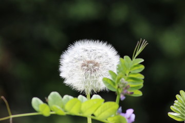 dandelion on meadow