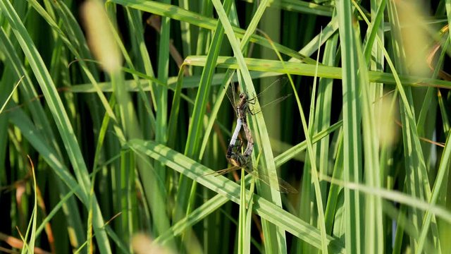 Accoppiamento di due libellule in uno stagno nel parco a Milano