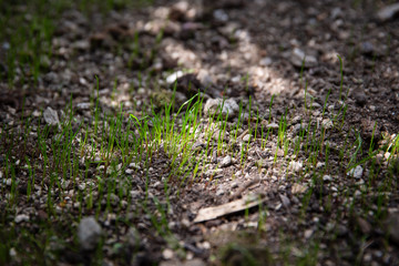 Close up of green lawn grass fresh new sprout with early spring light ray in the morning