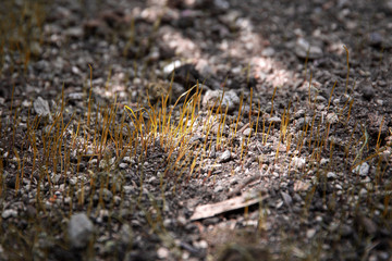 Close up of dry lawn grass sprout with early spring light ray in the morning