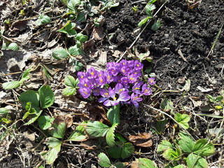 purple crocus flowers