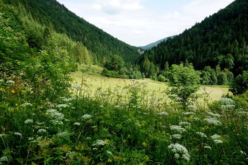 Meadows and forests above Jasenova with hills of Mala Fatra National Park, Slovakia. Sunny summer day 
