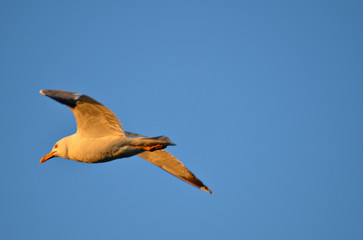 White seagull flying wingspan in blue sky, close-up