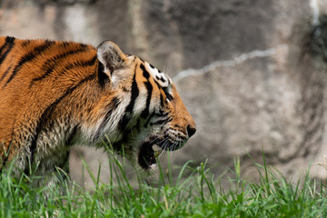 カッコいいトラ