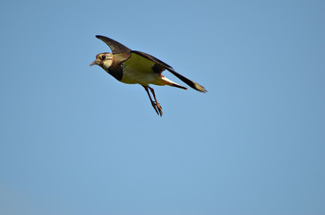 lapwing bird flies wingspan in blue sky, close-up