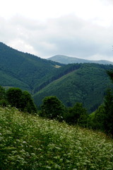 Obraz premium Meadows and forests above Jasenova with hills of Mala Fatra National Park, Slovakia. Sunny summer day 