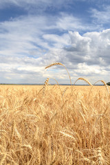 wheat field in the summer