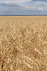 golden wheat field