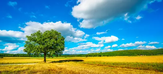 Foto auf Acrylglas Monteriggioni, wheat field and tree on the via francigena. Siena, Tuscany. Italy © stevanzz