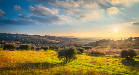 Maremma sunset panorama. Olive trees, countryside and sea on horizon. San Vincenzo, Tuscany, Italy.