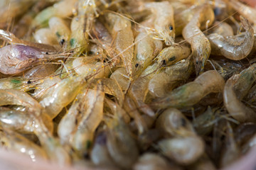 Lots of white shrimp. Shrimp random concept for healthy eating and lifestyle.