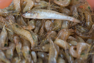 Lots of white shrimp. Shrimp random concept for healthy eating and lifestyle.