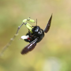 blue-black carpenter bee