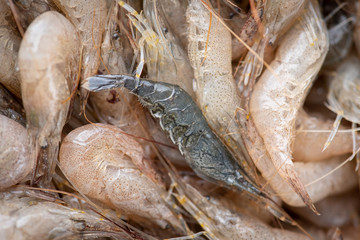 Lots of white shrimp. Shrimp random concept for healthy eating and lifestyle.
