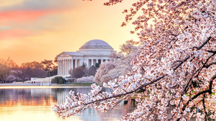 Obraz premium Jefferson Memorial during the Cherry Blossom Festival