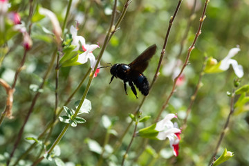 blue-black carpenter bee