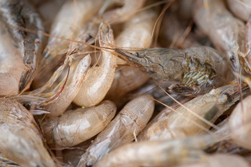 Lots of white shrimp. Shrimp random concept for healthy eating and lifestyle.