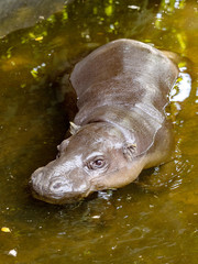 Pygmy hippopotamus, Choeropsis liberiensis, lives secretly in nature, resting in water in the picture