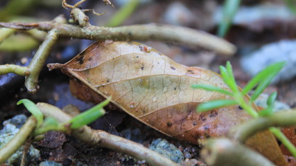 brown ant on a leaf