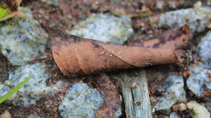 Fototapeta premium Brown leaves on the ground