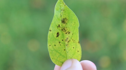 green leaf with dew drops