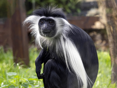 The Tanzanian Black-and-White Colobus, Colobus angolensis, has a beautiful white mantle, for which it was often hunted