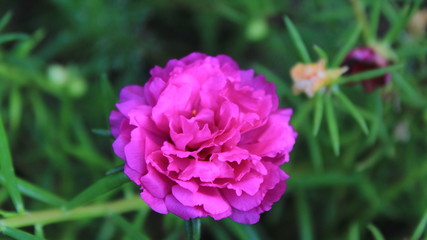 pink flower in the garden