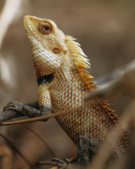 Garden lizard